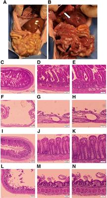 Development of a novel definitive scoring system for an enteral feed-only model of necrotizing enterocolitis in piglets